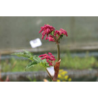 RHEUM palmatum var. tanguticum