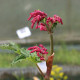 RHEUM palmatum var. tanguticum