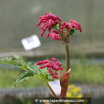 RHEUM palmatum var. tanguticum