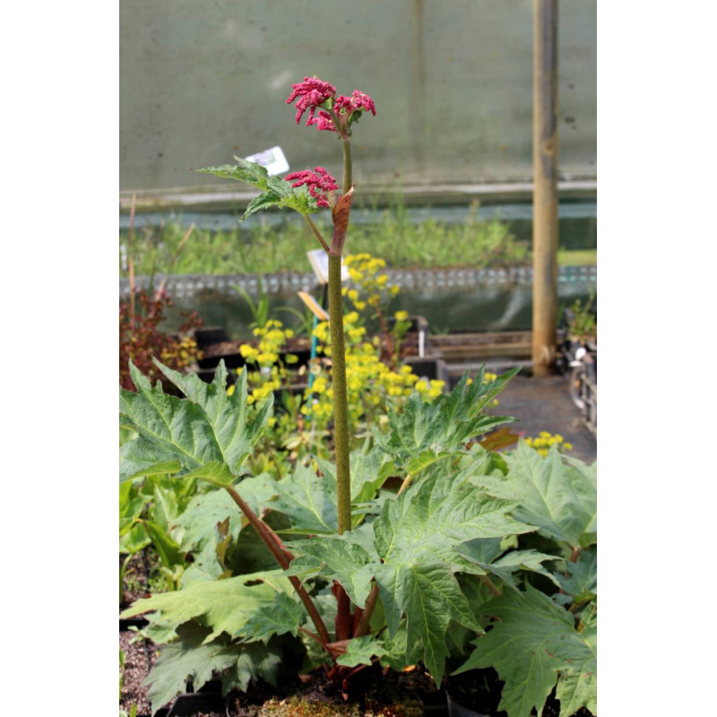 RHEUM palmatum var. tanguticum