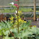 RHEUM palmatum var. tanguticum