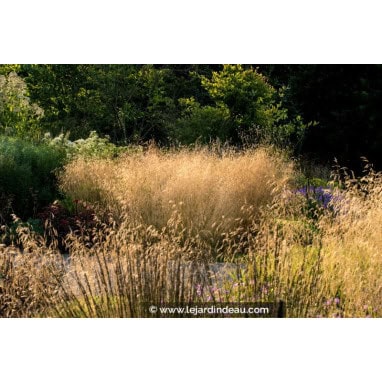 DESCHAMPSIA cespitosa \'Goldtau\' - canche cespiteuse