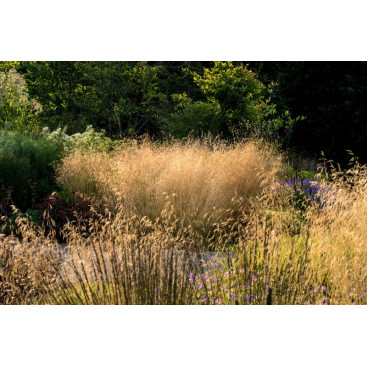 DESCHAMPSIA cespitosa \'Goldtau\'