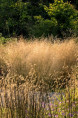 DESCHAMPSIA cespitosa 'Goldtau'