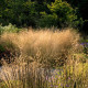 DESCHAMPSIA cespitosa 'Goldtau'