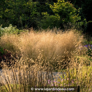 DESCHAMPSIA cespitosa &#039;Goldtau&#039;