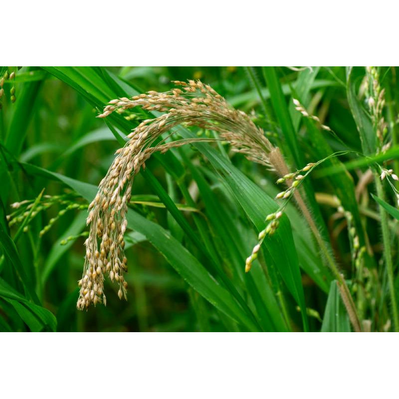 PANICUM miliaceum PANICUM miliaceum