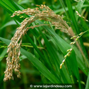 PANICUM miliaceum