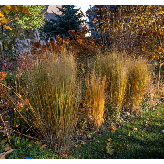 PANICUM virgatum 'Northwind'