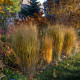 PANICUM virgatum 'Northwind'