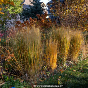 PANICUM virgatum &#039;Northwind&#039;