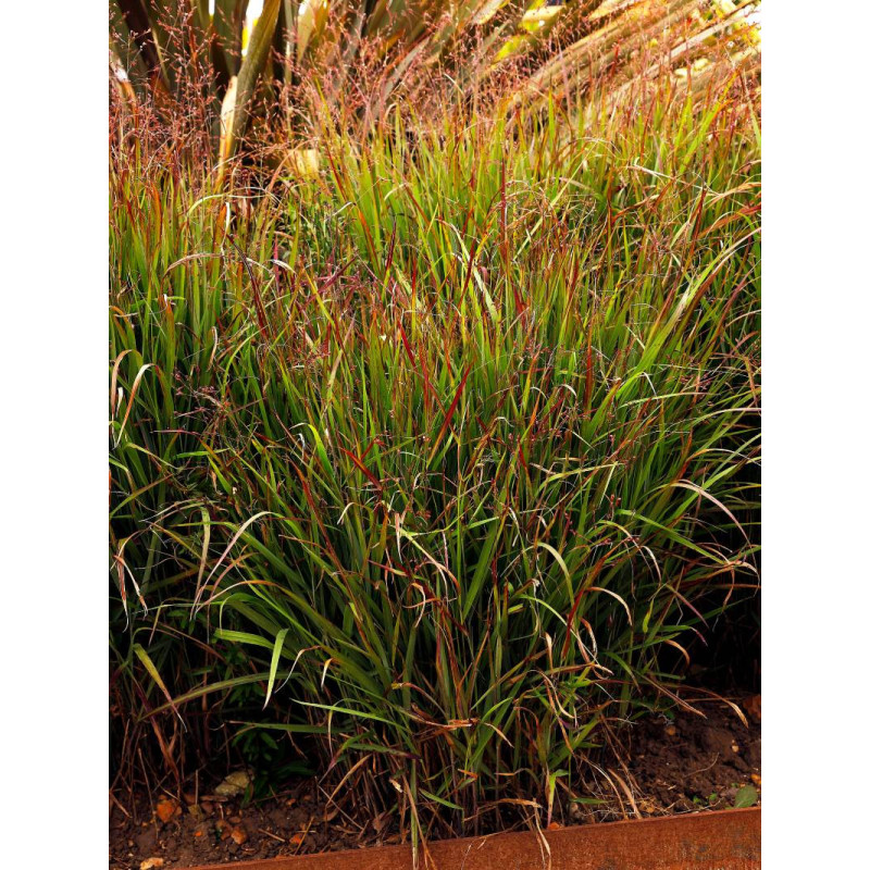 PANICUM virgatum 'Shenandoah'