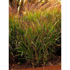 PANICUM virgatum 'Shenandoah'