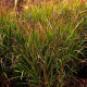 PANICUM virgatum 'Shenandoah'