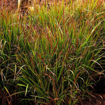 PANICUM virgatum &#039;Shenandoah&#039;