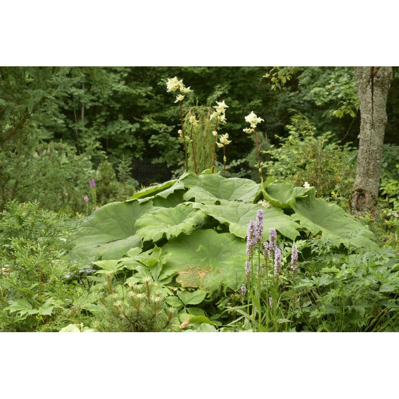 ASTILBOIDES tabularis