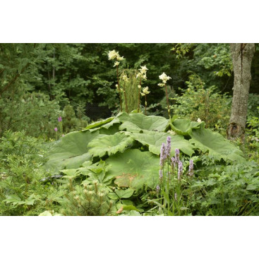 ASTILBOIDES tabularis