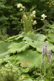 ASTILBOIDES tabularis