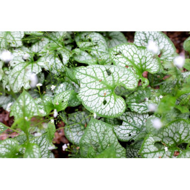 BRUNNERA macrophylla \'Mr Morse\'®