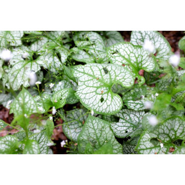 BRUNNERA macrophylla \'Mr Morse\'&reg;