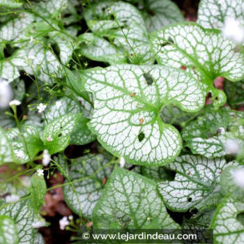 BRUNNERA macrophylla &#039;Mr Morse&#039;®