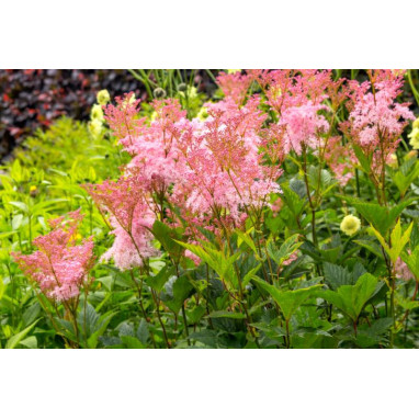 FILIPENDULA rubra \'Venusta\'