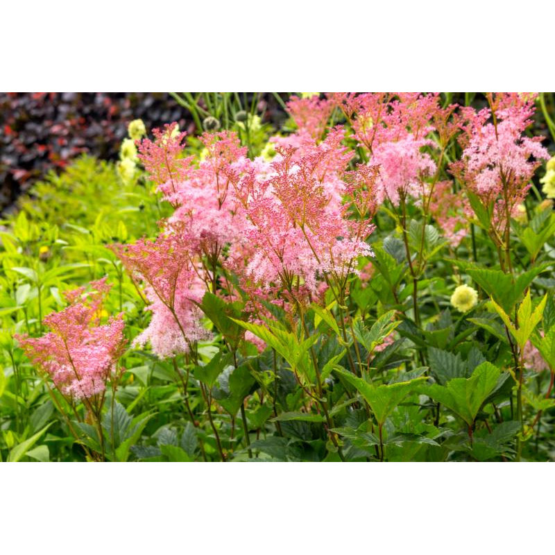 FILIPENDULA rubra 'Venusta'