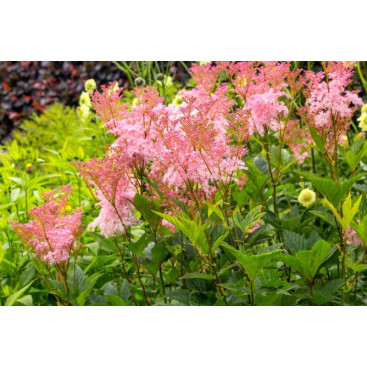 FILIPENDULA rubra \'Venusta\'