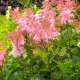 FILIPENDULA rubra 'Venusta'