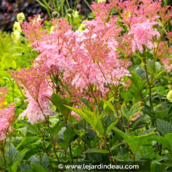 FILIPENDULA rubra &#039;Venusta&#039;