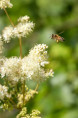 FILIPENDULA ulmaria
