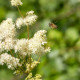 FILIPENDULA ulmaria