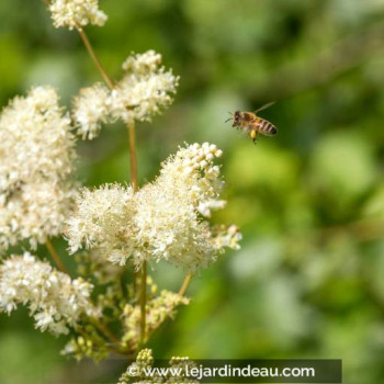 FILIPENDULA ulmaria