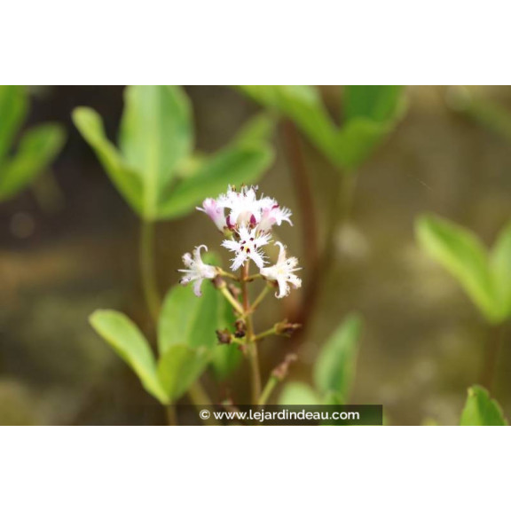 MENYANTHES trifoliata