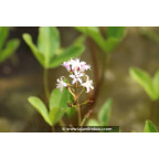 MENYANTHES trifoliata MENYANTHES trifoliata