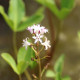 MENYANTHES trifoliata