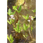 MENYANTHES trifoliata MENYANTHES trifoliata