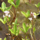 MENYANTHES trifoliata