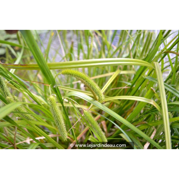 CAREX pseudocyperus