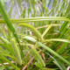 CAREX pseudocyperus