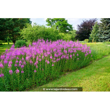 EPILOBIUM angustifolium
