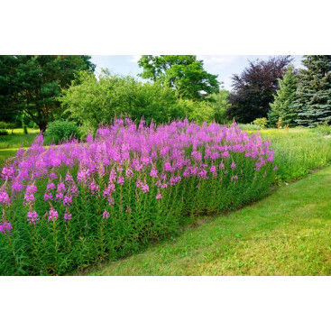 EPILOBIUM angustifolium