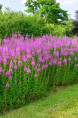 EPILOBIUM angustifolium