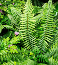 DRYOPTERIS wallichiana