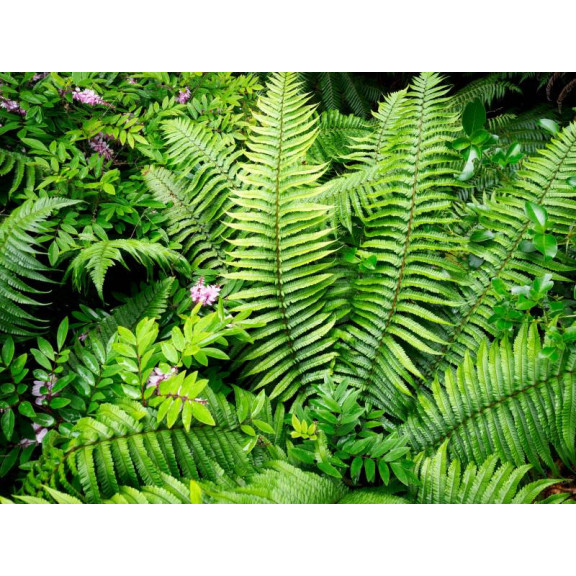 DRYOPTERIS wallichiana