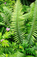 DRYOPTERIS wallichiana
