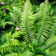 DRYOPTERIS wallichiana