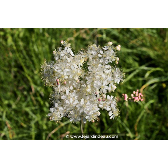 FILIPENDULA vulgaris