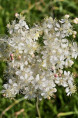 FILIPENDULA vulgaris