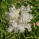 FILIPENDULA vulgaris